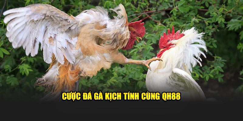 Cược đá gà kịch tính cùng QH88