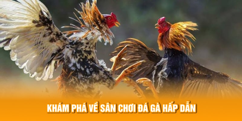 Khám phá về sân chơi đá gà hấp dẫn 