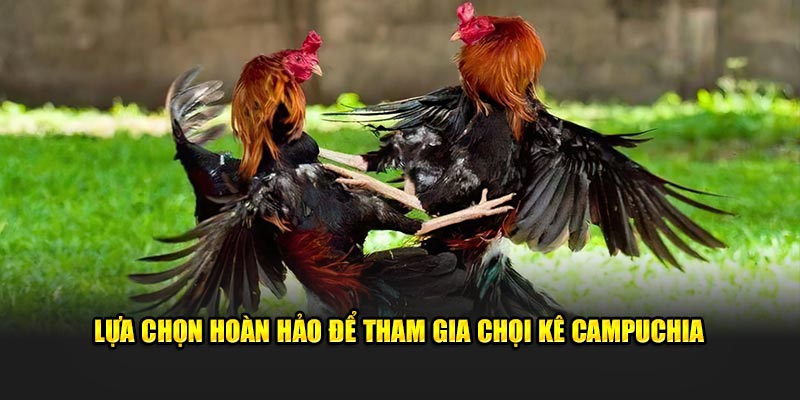 Lựa chọn hoàn hảo để tham gia chọi kê Campuchia