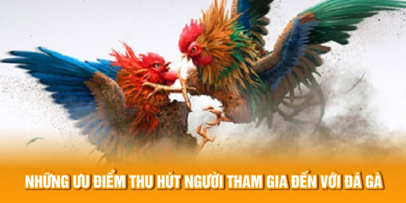 Những ưu điểm thu hút người tham gia đến với đá gà