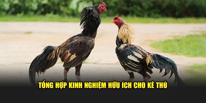 Tổng hợp kinh nghiệm hữu ích cho kê thủ